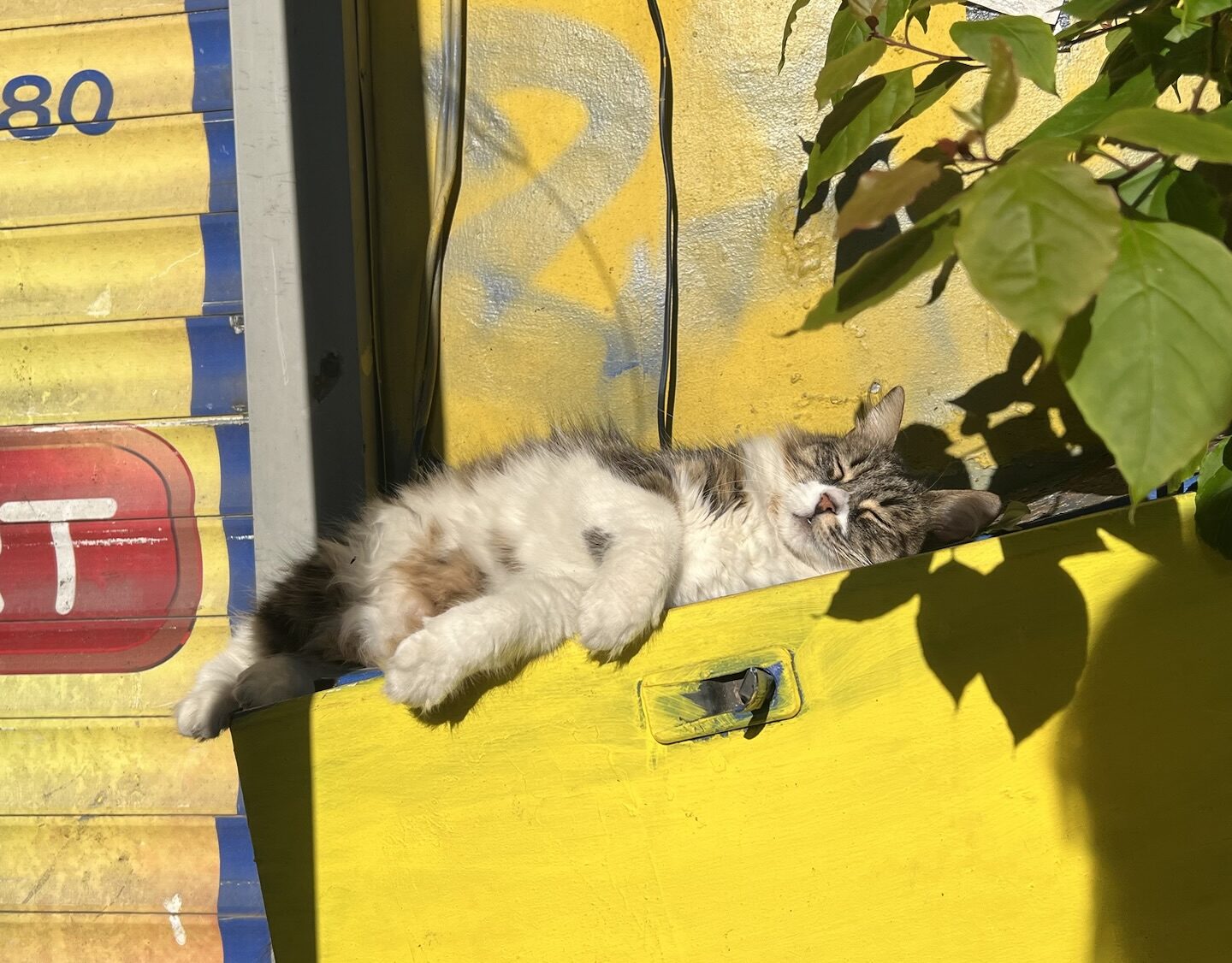 カドキョイでアンティークショップ巡り